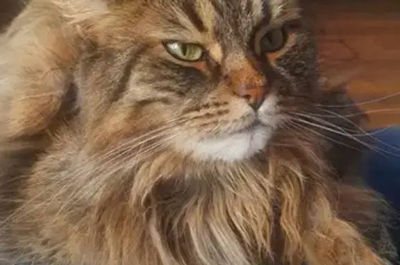 Пропала кошка, Говорова 91, Одинцово