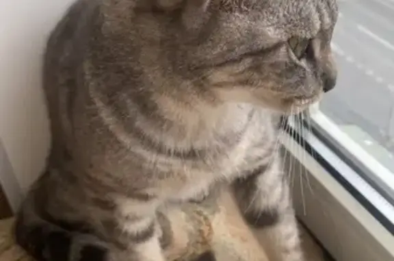 Найдена кошка, Свердловская область, фото: Кошка найдена: Артёмовский, Свердловская обл.