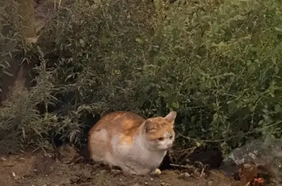 Кошка найдена: ул. Нижние Мнёвники, 16 к4