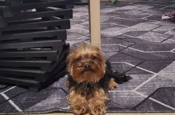 Найдена собака, Калининград, фото: Собака найдена: Рассветная ул., Калининград