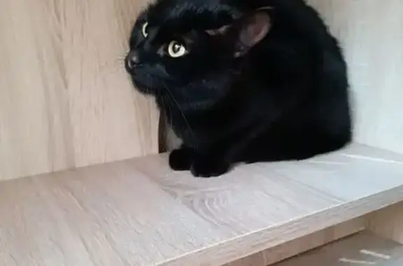 Кошка найдена: Понартская, Калининград