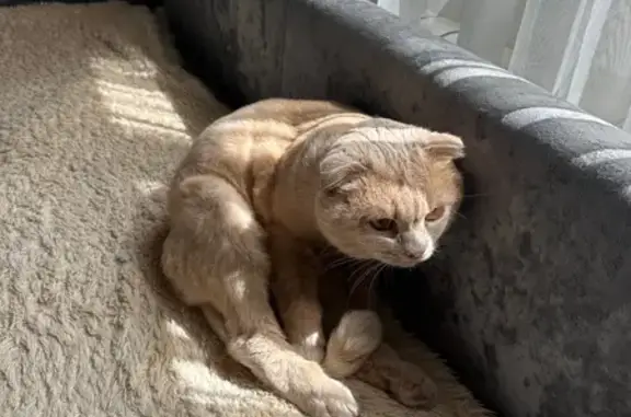 Потерянные животные Бийск, фото: Пропал крупный кот, Бийск, Уральский 108