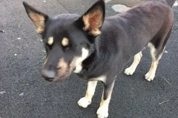 Собака найдена на Желябова, 1, Можайск