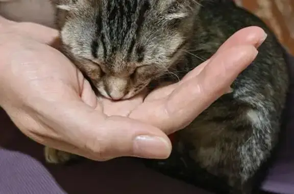 Кошка найдена: 14-я линия, 11, Ростов-на-Дону