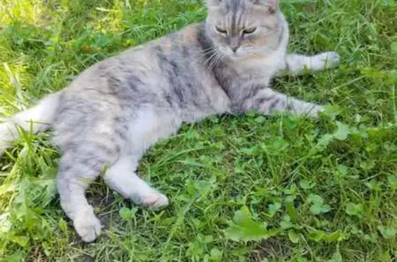 Кошки потеряшки, Порхов, фото: Потеряшка кошка, Псковская ул., 42, Порхов