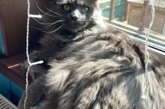 Пропала кошка, Приволжский, Тверская обл.