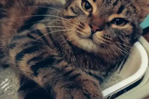 Кошки потеряшки, Екатеринбург, фото: Потеряшка кот, Маневровая 25А, Екатеринбург