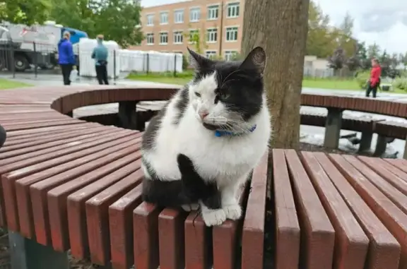 Найденные животные Гатчина, фото: Кошка найдена на ул. 7-й Армии, Гатчина