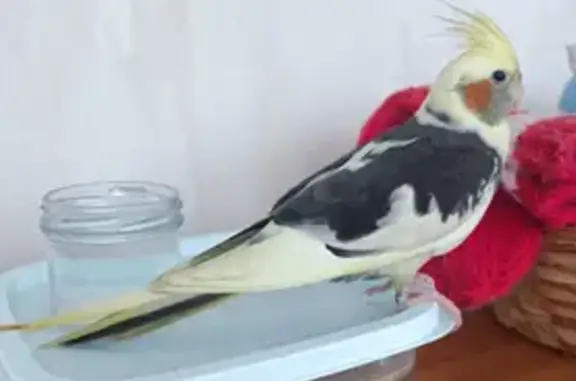 Объявления о пропавших и найденных животных, Санкт-Петербург, фото: Корелла найдена: пр. Науки 17, СПб