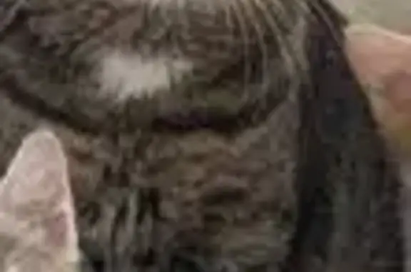 Кошки потеряшки, Челябинск, фото: Потеряшка кот Леон, ул. Чуйкова 15, Челябинск