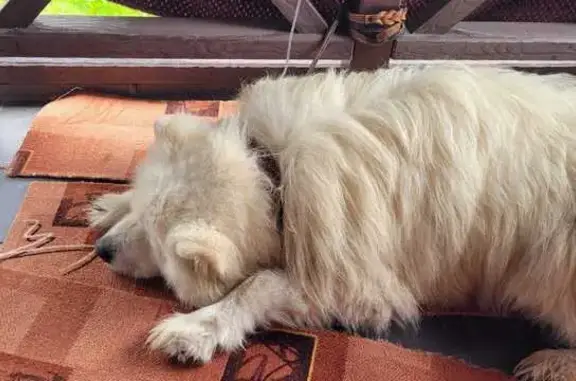 Собаки потеряшки, Нижний Новгород, фото: Потеряшка собака, Канашская 27, Н. Новгород