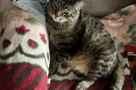 Кошки потеряшки, Йошкар-Ола, фото: Потеряшка кот, ул. Володарского, 51, Й-Ола