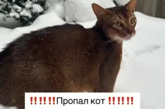 Кошки потеряшки, Минеральные Воды, фото: Потеряшка кошка, Интернациональная 151