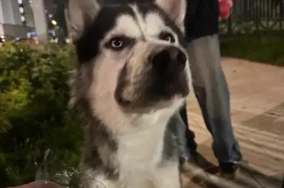 Найдена собака, Бескудниковский бул., 52