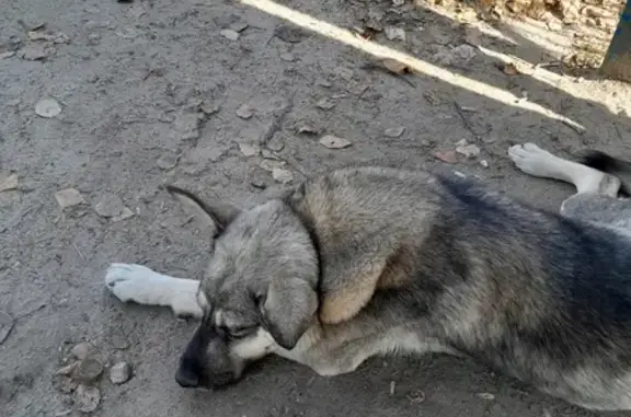 Найдена собака, Курганская ул., Курган