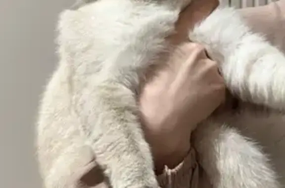 Кошки потеряшки, Грозный, фото: Потеряшка белая кошка, ул. Московская, Грозный