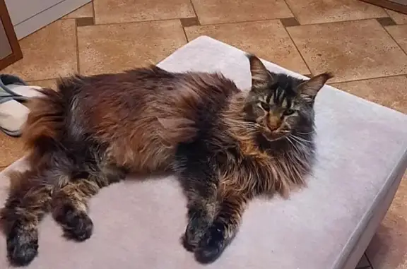 Пропала кошка Люся, Пильный пр., 62