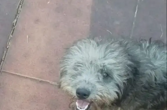 Собаки потеряшки, Усть-Лабинск, фото: Потеряшка собака, Усть-Лабинск, Ленина 17