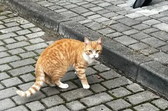 Кошка найдена, Чукотская ул. 6, Калининград