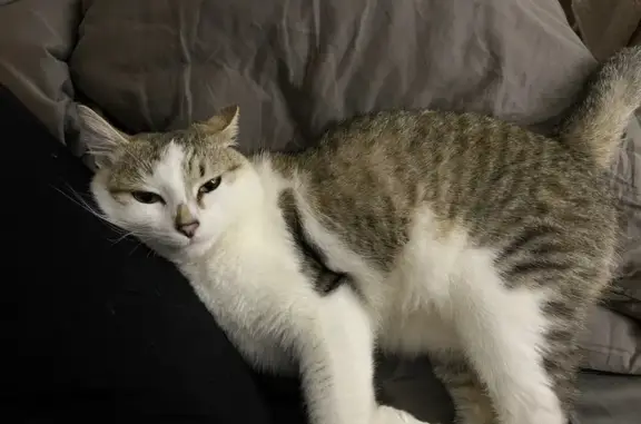 Кошки потеряшки, Нижегородская область, фото: Потеряшка котик в с. Безводное, Кстово