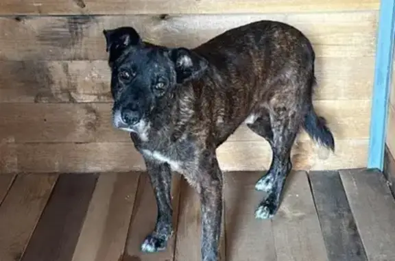 Пропала собака, Краснодар, Черепичная 28