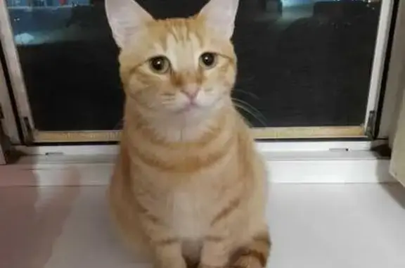 Пропала кошка, Крыжовниковая 10А, Волжский