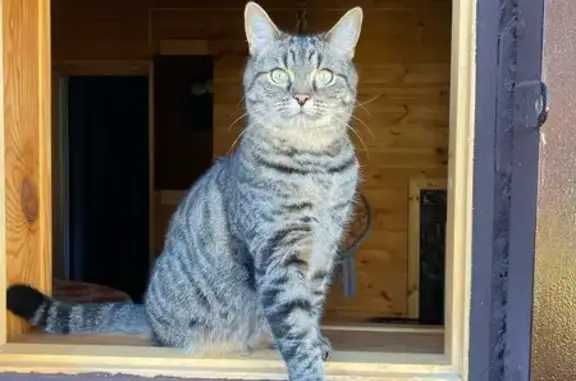 Кошки потеряшки, Костенеевское, фото: Потеряшка кошка в СНТ-ШИННИК 3, Татарстан