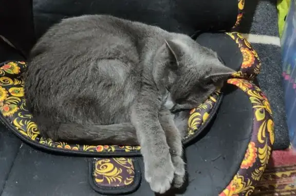 Кошки потеряшки, Новосибирск, фото: Потеряшка кошка, ул. Боровая Партия, НСК