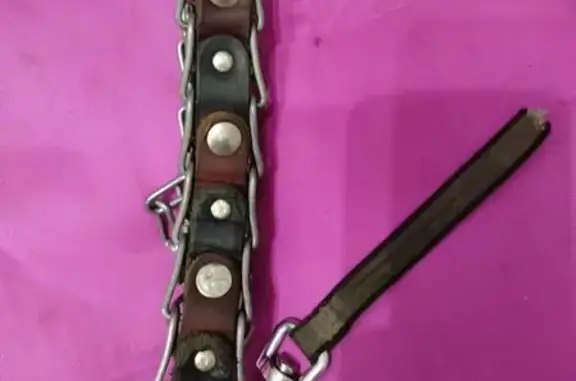 Хаски найден на Московском шоссе, Шушары