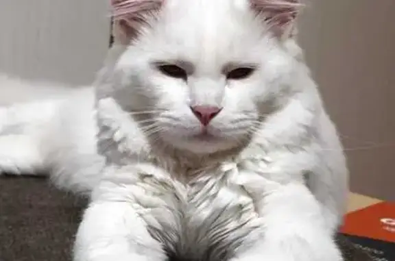 Пропала кошка Белый, МО, метис Мейнкуна