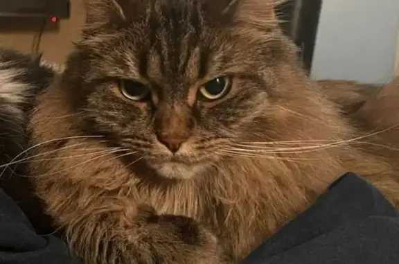 Кошки потеряшки, Московская область, фото: Потеряшка кошка в Одинцово, МО