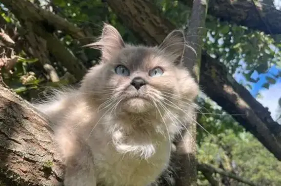 Найдена кошка, Ногинск, фото: Найдена кошка в Ногинске, Московская обл.