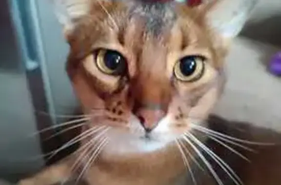 Кошки потеряшки, Казань, фото: Потеряшка кошка, Коллективная 35, Казань