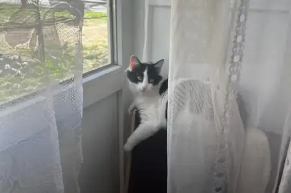 Потерянные животные , фото: Пропала кошка, Керчь, Крым