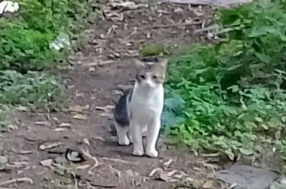 Найдена кошка, Борисовская ул., 11, Москва