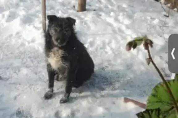 Пропала собака на Рубежной, 5, Усманское