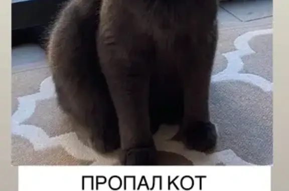 Пропала кошка, Романовская ул., Агалатово