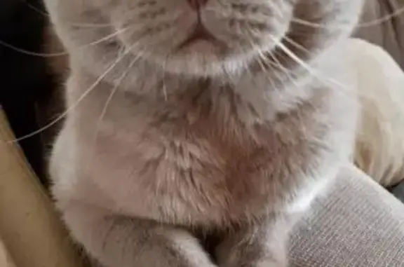 Кошки потеряшки, Ростов-на-Дону, фото: Потеряшка кошка, Тракторная ул. 48, Ростов