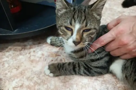 Найдена кошка, Оренбург, фото: Кошка найдена: Парковская ул. 55, Оренбург