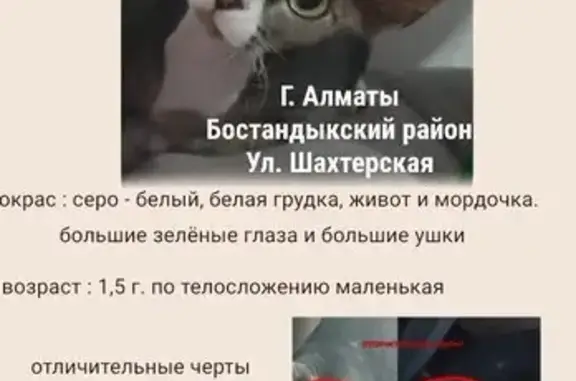 Потерянные животные Алматы, фото: Пропала кошка, Шахтёрская 4, Алматы