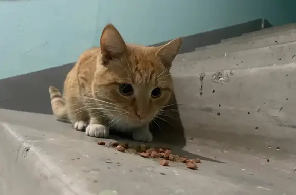 Кошка найдена на ул. Челомея, 8 к2, Москва