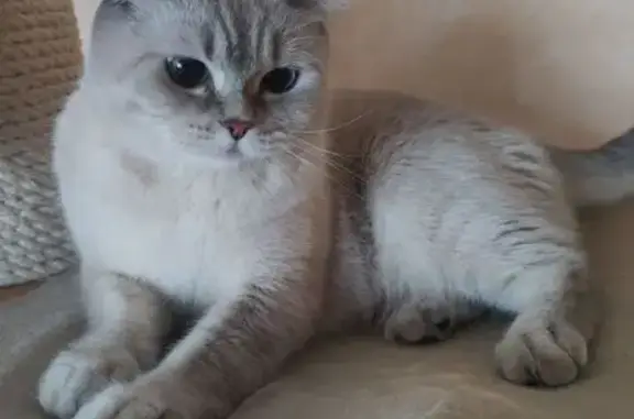 Кошки потеряшки, Санкт-Петербург, фото: Потеряшка кошка, Новоовсянниковская 9, СПб