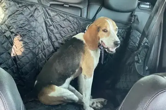 Найдена собака, , фото: Собака найдена: Советская ул., 48А, Братский