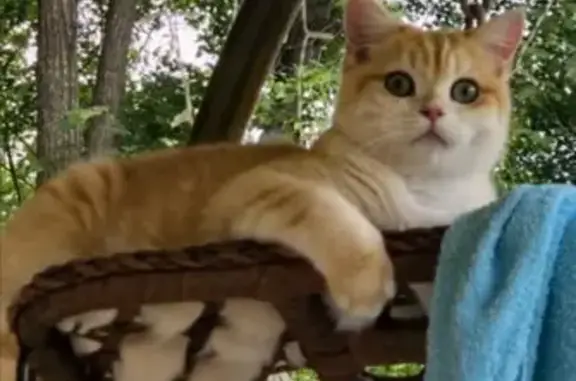 Кошки потеряшки, Приморский край, фото: Потеряшка кошка, Арсеньев, Приморье