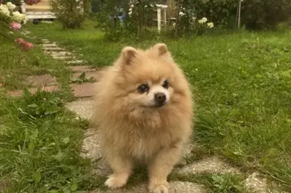 Найдена собака, Московская область, фото: Собака найдена на ул. 1-я Линия, МО