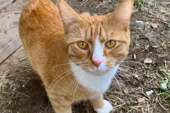 Пропала кошка, Холмогоры, Муравьёвское