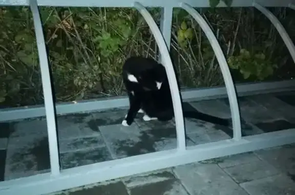 Найдена кошка, ул. Бондаренко, 10А, Казань
