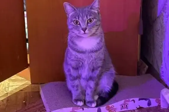 Пропала кошка, бульвар Энтузиастов, 10