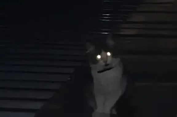 Найдена кошка, Пенза, фото: Кошка на крыше ВТБ, Московская 40, Пенза