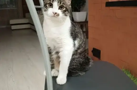 Кошки потеряшки, Республика Бурятия, фото: Потеряшка кошка, Сотниково, Бурятия